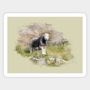 Herdwick Sheep Watercolour Photo Magnet